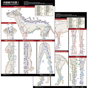 犬経絡穴位図ポスター 2枚セット