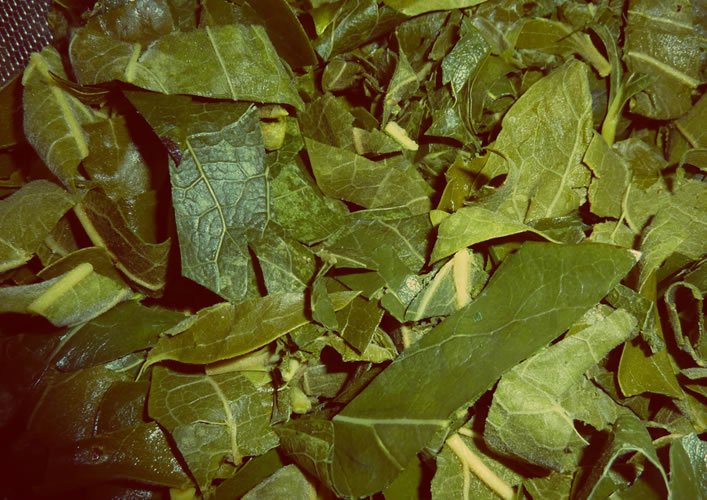 柿の葉茶作り方画像