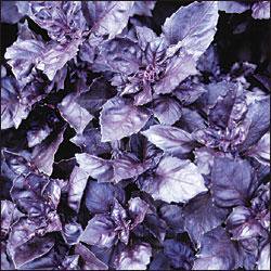 H44 Purple Dark Opal Basil 粒 世界の花の種 スマートバージョン