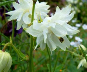 K704 オダマキ Aquilegia Vulgaris Plena White Barlow 10粒 世界の花の種 スマートバージョン