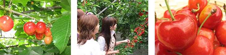 Taste the Difference! We have varieties of cherry trees in our Orchard. Easy Fruits Picking for Children! We have lower trees in our orchard.
