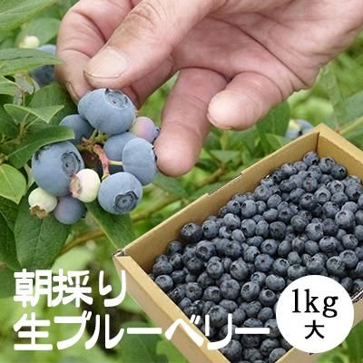 冷蔵 青森県南部町産朝採り生ブルーベリー1kg 大サイズ 7月中旬から発送予定 川守田観光さくらんぼ園