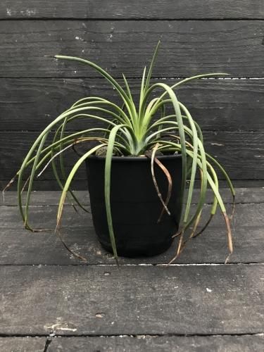 珍しいアガベ Agave Tenuifolia アガベ テヌイフォリア 観葉植物の通販 Day Light