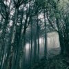 Akira Kosemura「In Thee Dark Woods」[LP]（SCH-051LP）