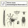 Velvet Ants 「Entomological Souvenirs I」（CAR-54）