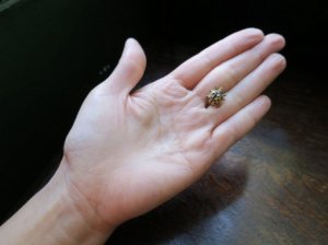小っちゃい虫のブローチ　てんとう虫（S7414-1)