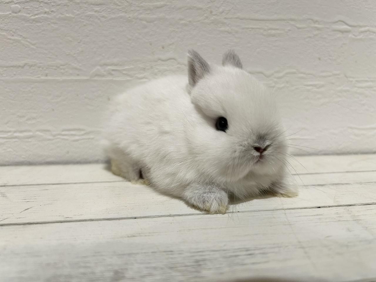 ネザーランドドワーフ - うさぎショップ Love Rabbit