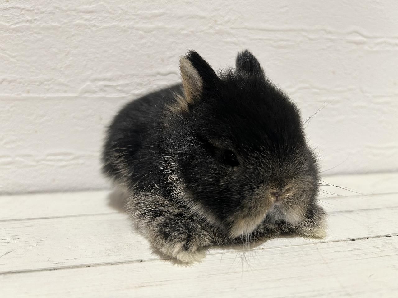 ネザーランドドワーフ - うさぎショップ Love Rabbit