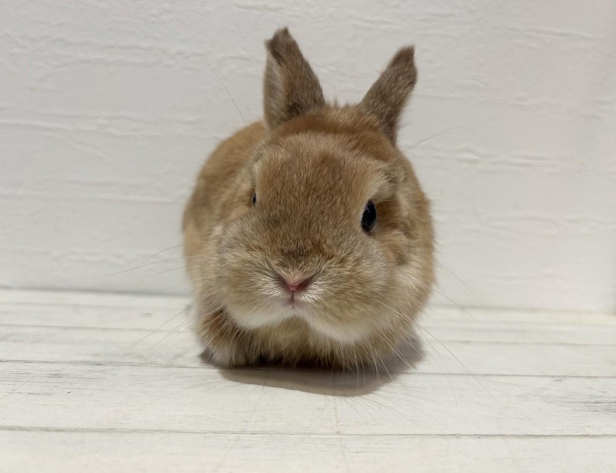 [値段交渉可] 訳あり　大株　ネザーランド ネザーランドドワーフ - うさぎショップ Love Rabbit