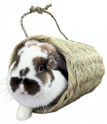 <img class='new_mark_img1' src='https://img.shop-pro.jp/img/new/icons14.gif' style='border:none;display:inline;margin:0px;padding:0px;width:auto;' />KAWAI繥塼