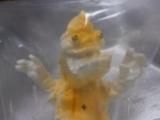 ZOLLMEN⥬ߥ˥ե