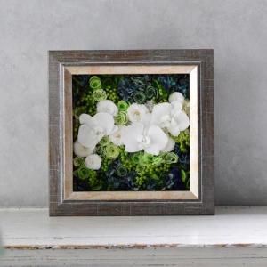 ץꥶ֥ɥե<br>ܥ˥륢ȥե졼  ɳݤ<br>ᥤ 