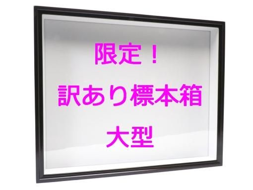 限定 訳あり標本箱 大型 ケース販売 昆虫採集 昆虫標本用品 昆虫販売館 Insectech Com