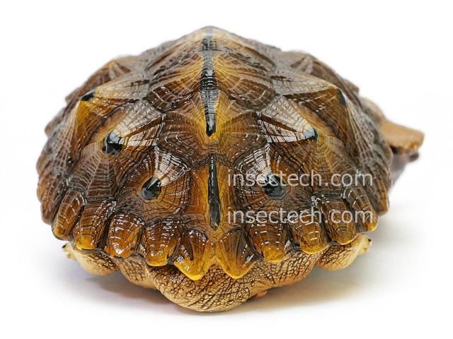動物の惑星】ブラックマタマタ フィギュア - 昆虫採集・昆虫標本