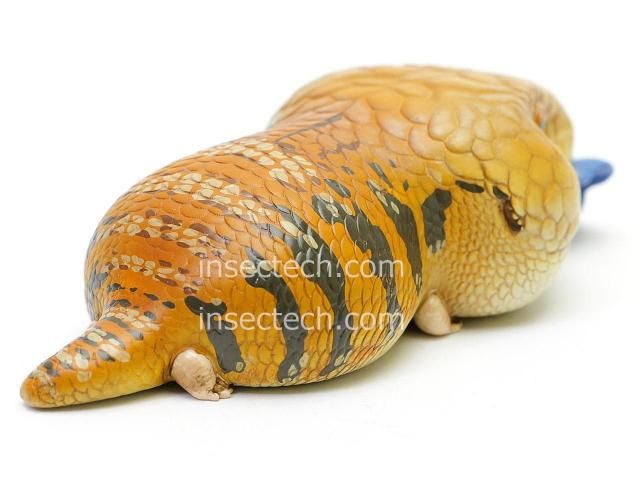 動物の惑星 188体限定 カミンギーモニター(アルビノ) フィギュア トカゲ 動物の惑星 188体限定 カミンギーモニター(アルビノ) フィギュア