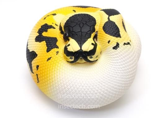 動物の惑星】ボールパイソン（パイボールド）フィギュア - 昆虫採集