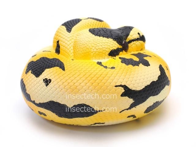 動物の惑星】ボールパイソン（パイボールド）フィギュア - 昆虫採集