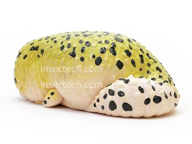 B賞 ヒョウモントカゲモドキ フィギュア 〜脱皮中〜 一番くじ
