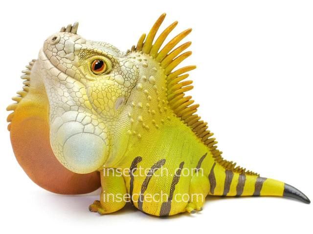 動物の惑星】グリーンイグアナ（ノーマル）フィギュア - 昆虫採集