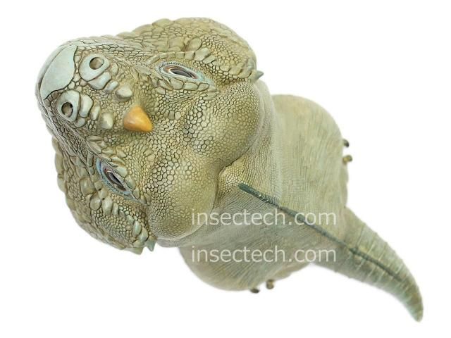 動物の惑星】サイイグアナ フィギュア - 昆虫採集・昆虫標本用品