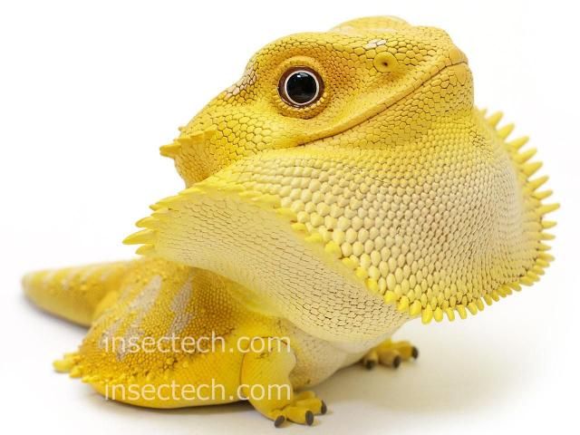 定番の中古商品 動物の惑星】フトアゴヒゲトカゲ（イエロー）フィギュア 昆虫 - その他