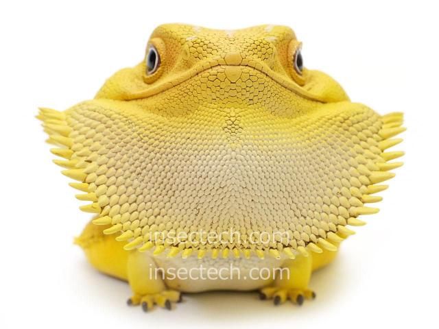 動物の惑星】フトアゴヒゲトカゲ（イエロー）フィギュア - 昆虫