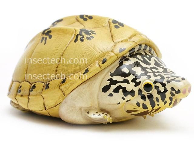 動物の惑星】メキシコスジオオニオイガメ フィギュア - 昆虫採集