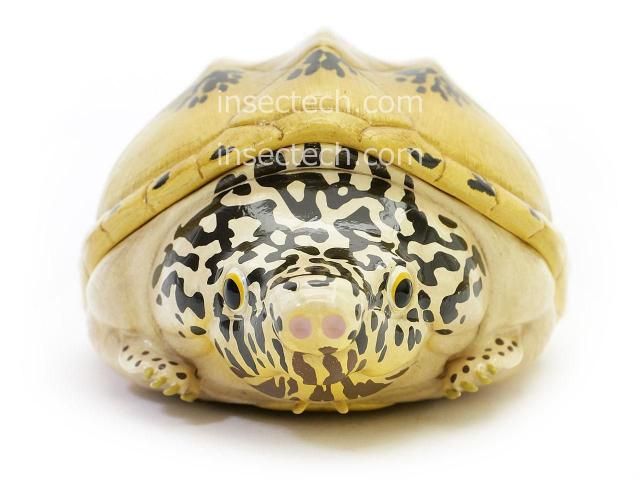 動物の惑星】メキシコスジオオニオイガメ フィギュア - 昆虫採集