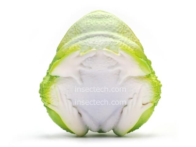 Amazon.co.jp: キャベツツノガエル 野菜妖精 フィギュア 動物