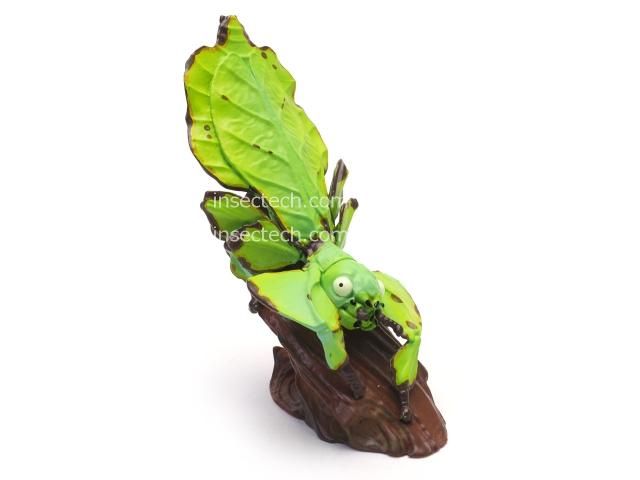 オオコノハムシ　標本　745 Phyllium giganteum 昆虫 オオコノハムシ 標本 745 Phyllium giganteum 昆虫