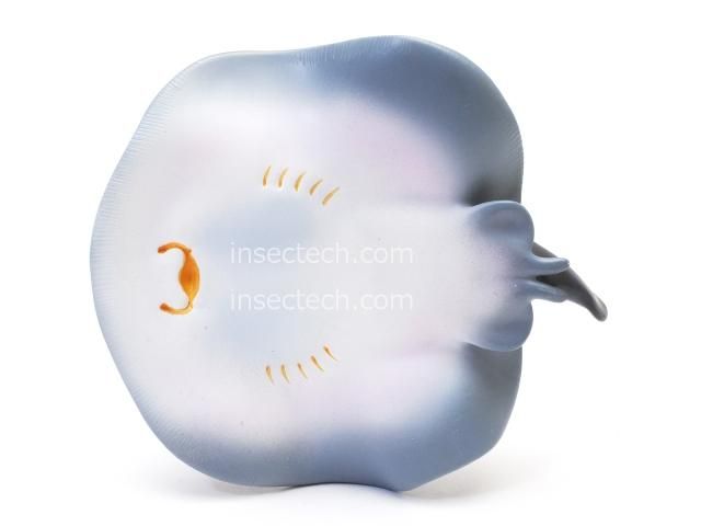 ポルカドットスティングレイ 極彩　非売品 ポルカドットスティングレイ 極彩 非売品 2025年最新】ポルカドット