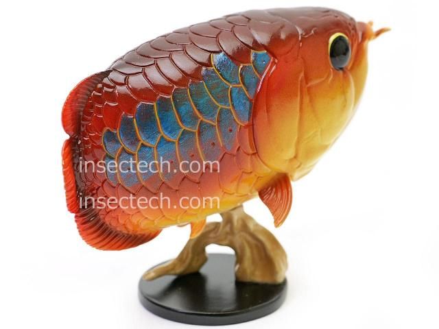 動物の惑星】「シークレット」アジアアロワナ（藍底過背金龍