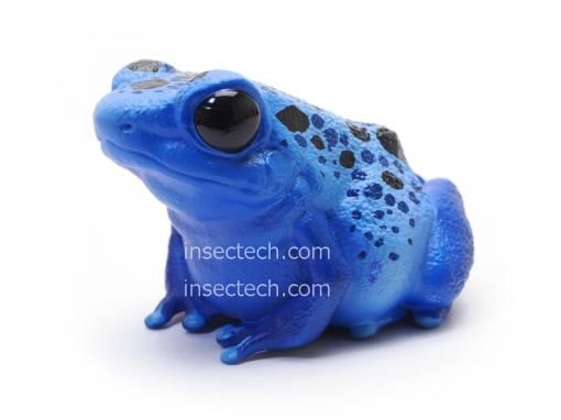 動物の惑星】コバルトヤドクガエル フィギュア - 昆虫採集・昆虫標本