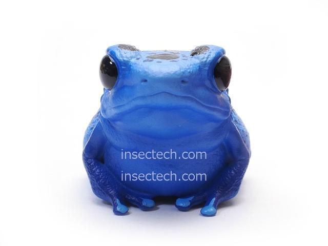 動物の惑星】コバルトヤドクガエル フィギュア - 昆虫採集・昆虫標本