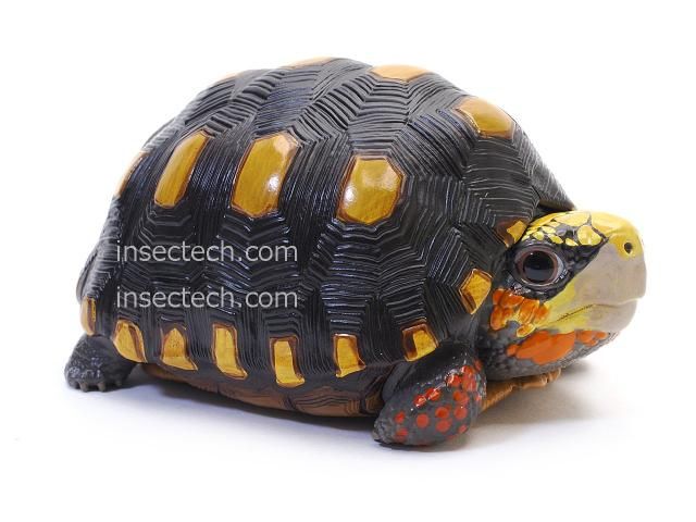 【動物の惑星】レア★上海展覧会非売品!記念品トウブハコガメ! フィギュア 動物の惑星】レア☆上海展覧会非売品!記念品トウブハコガメ