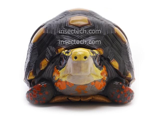 【動物の惑星】レア★上海展覧会非売品!記念品トウブハコガメ! フィギュア 動物の惑星】レア☆上海展覧会非売品!記念品トウブハコガメ