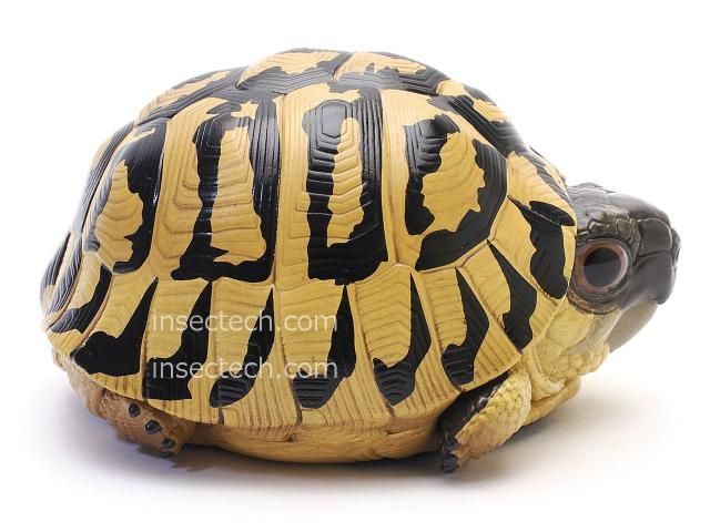 動物の惑星】ヒガシヘルマンリクガメ フィギュア - 昆虫採集・昆虫標本