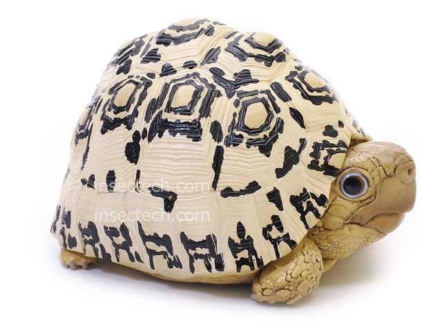 ブ*ー様 【動物の惑星】日本最速!★カロリナハコガメ★LET'S爬体!第3弾★ ブ*ー様 【動物の惑星】日本最速!☆カロリナハコガメ☆LET'S爬体!