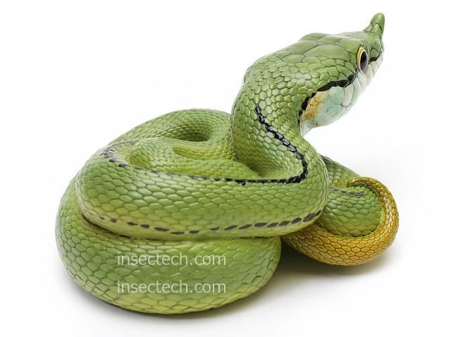 動物の惑星】バロンコダマヘビ フィギュア - 昆虫採集・昆虫標本用品