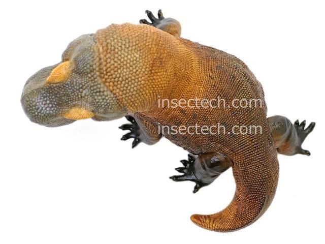 動物の惑星】コモドオオトカゲ フィギュア - 昆虫採集・昆虫標本用品