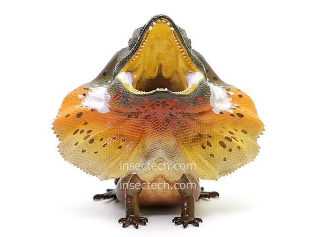 動物の惑星 188体限定 カミンギーモニター(アルビノ) フィギュア トカゲ 動物の惑星 188体限定 カミンギーモニター(アルビノ) フィギュア