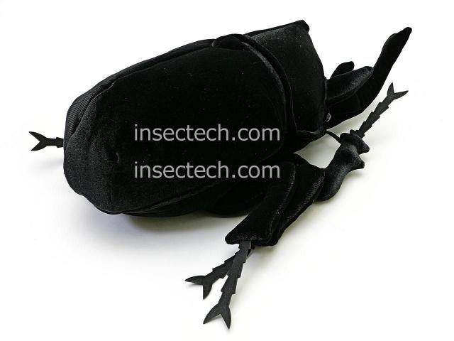 昆虫標本 大型レックスゾウカブト アクティオンゾウカブト 飼育品 くわかぶプラネット / 【エクアドル産】アクティオンゾウカブト