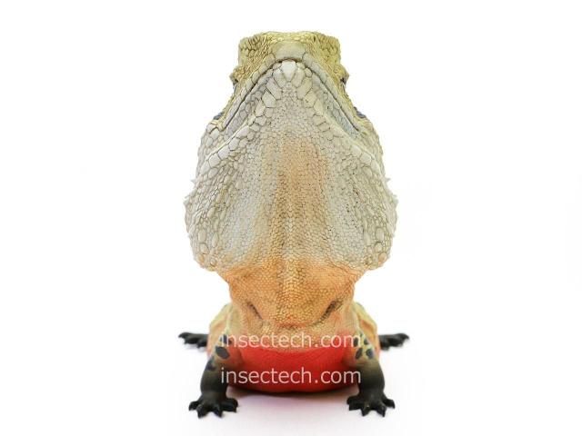 【動物の惑星】★ヒガシウォータードラゴン★最新弾シークレット!フィギュア 新！【動物の惑星】「シークレット」ヒガシウォータードラゴン