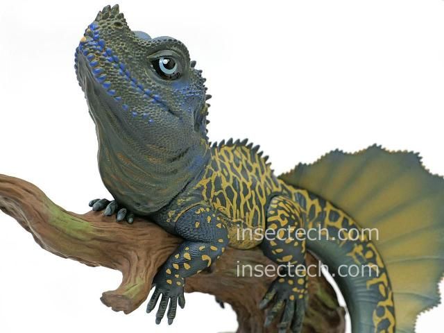 新！【動物の惑星ジオラマシリーズ】第四弾 フィリピンホカケ