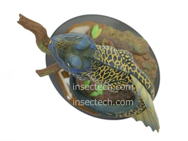 トカゲ プラスチック フィギュア シマテン トカゲ プラスチック フィギュア シマテン トカゲ プラスチック