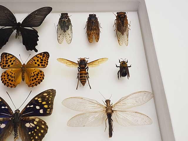 昆虫採集・昆虫標本用品【昆虫販売館-insectech.com-】