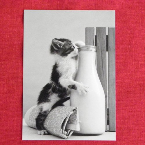 ドイツ 直輸入ポストカード【Cat drinking milk】 - 猫雑貨・猫グッズ専門通販 猫的生活百貨店 けいと屋ニコル