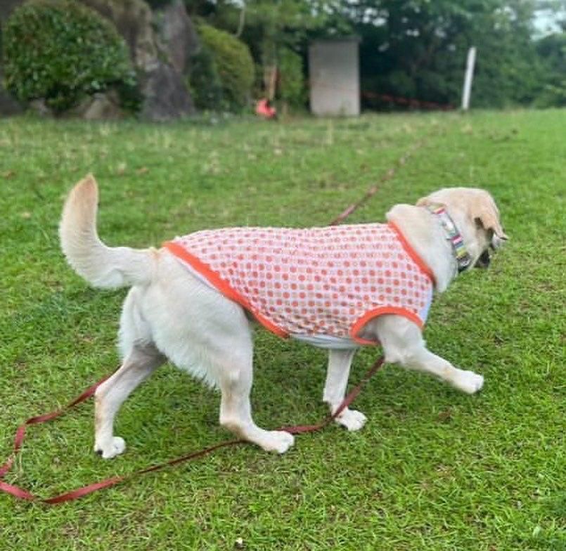 PET FiND 【20%OFFクーポン対象】犬服 PETFiND 春物 夏物 犬服