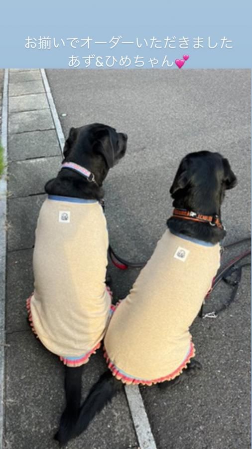 犬服《フリル付きラグラン袖Tシャツ》B007G - sweetsdog