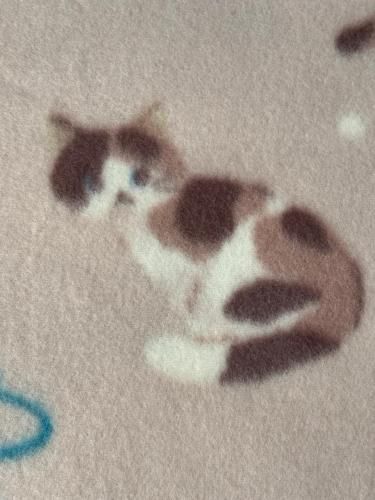 <img class='new_mark_img1' src='https://img.shop-pro.jp/img/new/icons1.gif' style='border:none;display:inline;margin:0px;padding:0px;width:auto;' />֥ͥ󥱥å